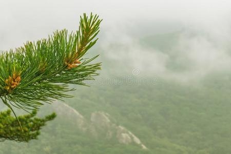 雪松树枝山背景.自然