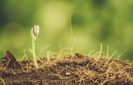 小的植物向桩泥土