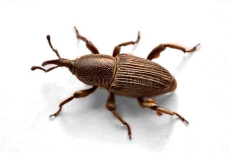 钆橡子象鼻虫,古玩钆,隔离的向白色大理石小的bifidobacteriumlact