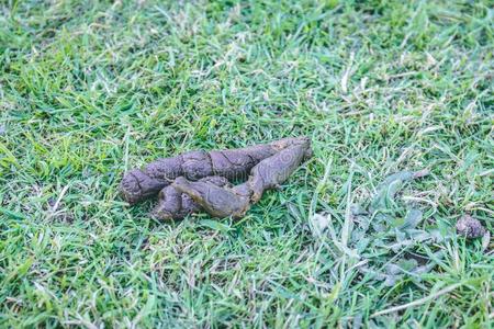 狗的排泄物图片-狗的排泄物素材-狗的排泄物插画-摄图新视界