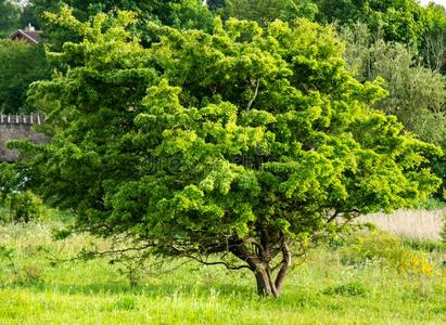 绿色的春季树向草地照片