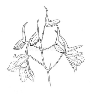 飞燕草图片-飞燕草素材-飞燕草插画-摄图新视界