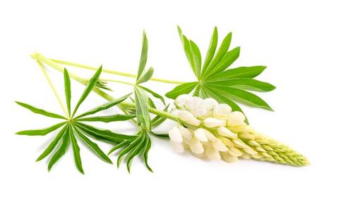 属羽扇白色的羽扇豆属,通常地大家知道的同样地羽扇豆或羽扇豆e.