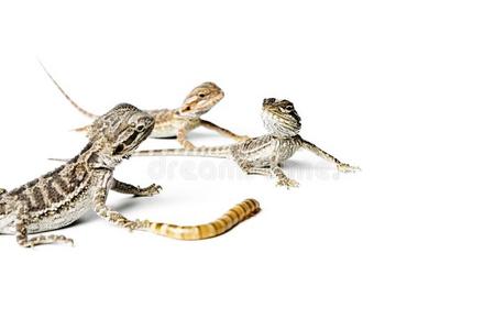 白色小飞龙飞龙科蜥蜴.婴儿有胡须的龙和虫向白色的背景.照片