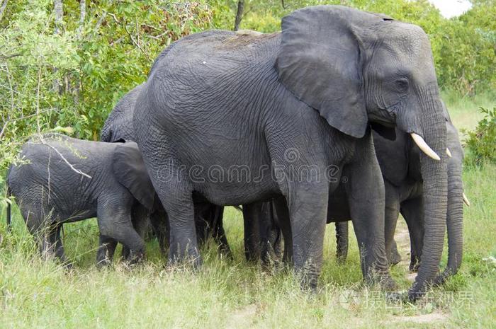 象和婴儿起立同时,象保护婴儿elevation仰角
