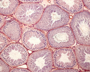 精母细胞生精的小管睾丸照片