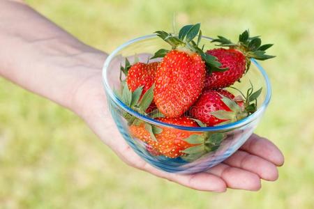 种草莓果园图片