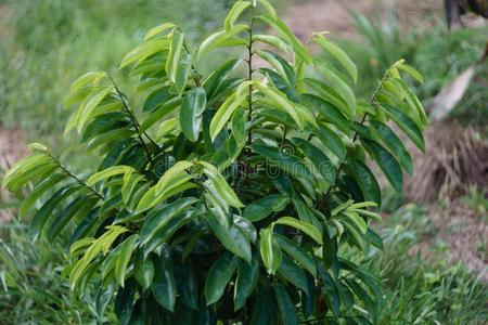 红豆草植物种植向一org一ic农场采用柬埔寨.照片