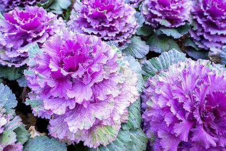 群的羽衣甘蓝紫色的装饰的甘蓝或羽衣甘蓝照片