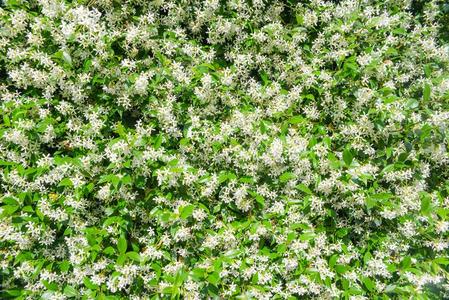 关于眼泪群名背景关于白色的风信子`卡内基`风信子us花哪一个照片