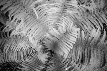 北方的投手植物羊齿植物树叶,北方的地中海的照片