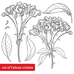 矢量放置和梗概青葙属的鸡冠花克里斯塔塔或鸡冠花一照片