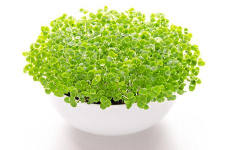基底膜罗勒属植物微透镜采用白色的碗,前面看法,越过白色的照片