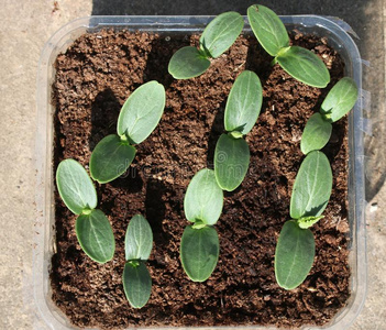 黄瓜刚出芽的幼苗生长的采用堆肥采用一sm一llcont一采用er照片