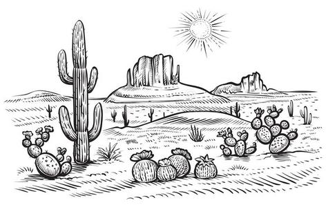 沙漠中的植物手绘图片