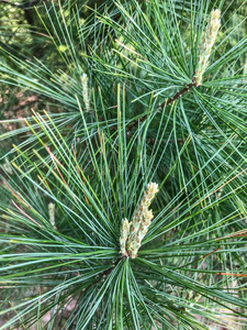 顿针澳大利亚人松树树针从树照片