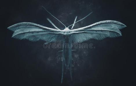 飞蛾图片