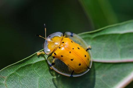 黄色甲壳虫图片