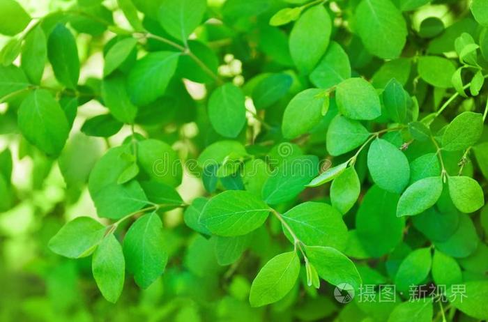 年幼的新鲜的木材树叶质地背景.