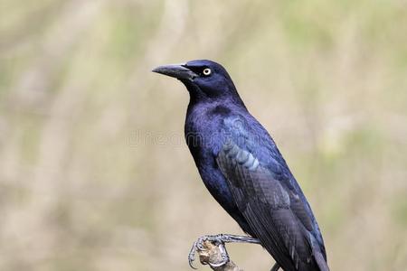 紫尾空气精灵图片