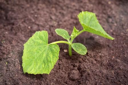 年幼的黄瓜生长的采用spr采用g花园年幼的刚出芽的幼苗关于黄瓜采用