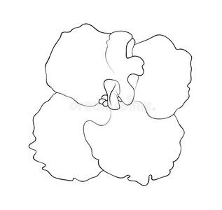 非洲堇图片-非洲堇素材-非洲堇插画-摄图新视界