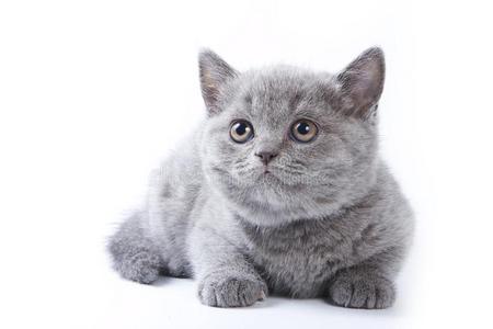 灰色小猫不列颠的猫谎言照片