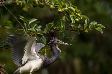 成熟的有三色的鹭鸟白鹭三色旗采用一树照片
