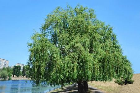 柳树树枝树枝低垂的柳树树照片