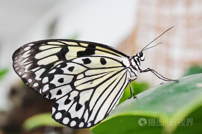 大的白色的蝴蝶起立向绿色的叶子