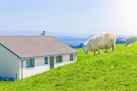 苏格兰羊图片