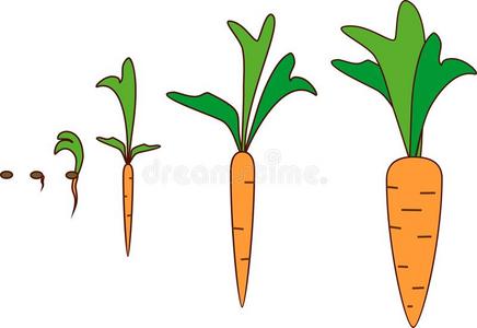 胡萝卜生长台照片