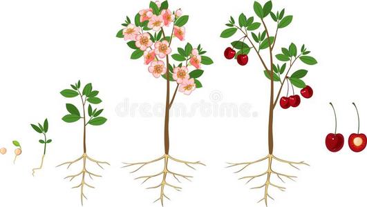 樱桃植物生长图片