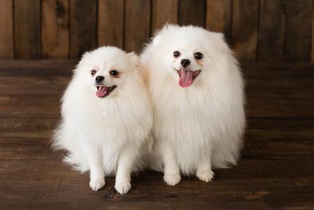 小的波美拉尼亚的波美拉尼亚丝毛狗-小狗照片