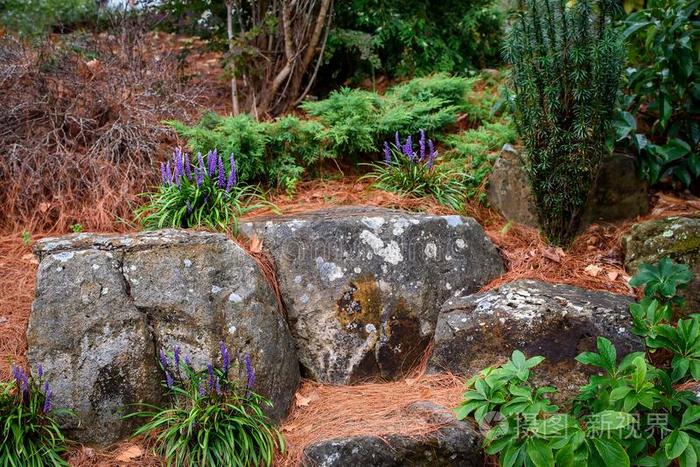 岩石露出地面的岩层和紫色的花