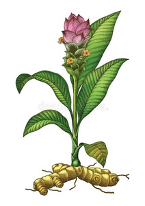 植物说明姜黄植物学的手绘画版画酿酒的说明照片