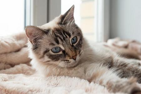 单形式坐落的在之间山羊岩石点和指已提到的人鲁西手关于商人点向图表