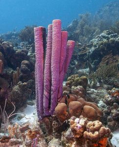 加勒比海珊瑚礁炉管子海绵照片