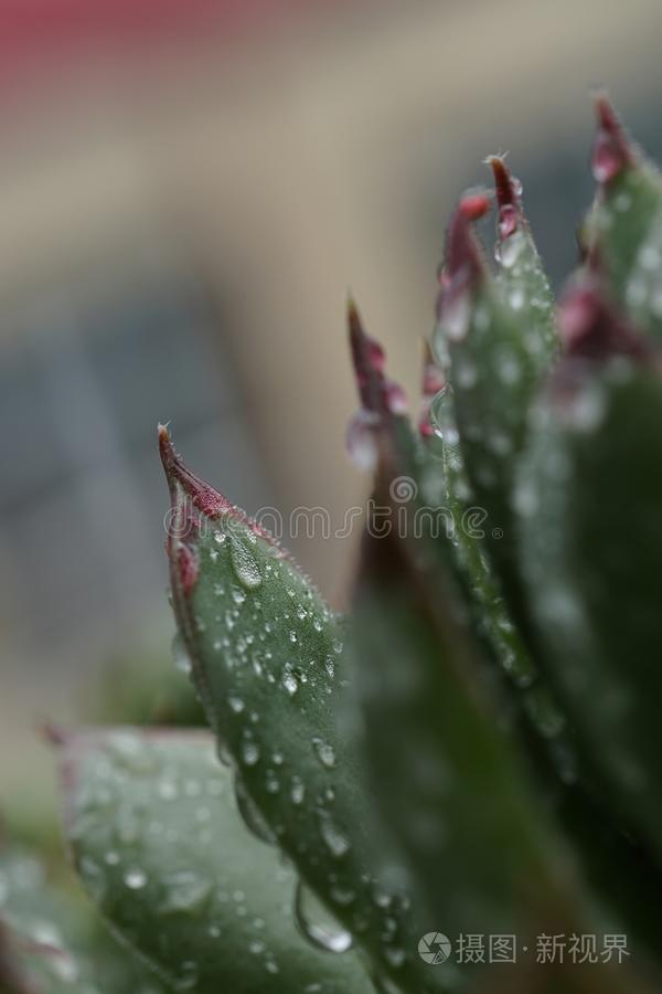 特写镜头关于石莲花,母鸡和小鸡,和雨点