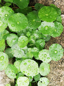 雨点向水破铜钱属植物树叶照片