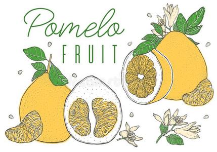 放置富有色彩的手疲惫的柚子成果.酿酒的草图.刨切的将切开照片