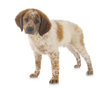 布列塔尼的狗图片