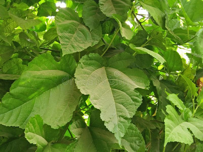 桑树植物/科学的名字;桑属照片