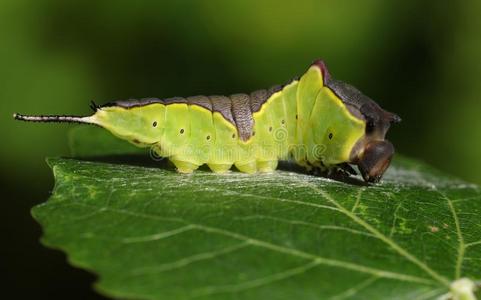 一猫咪飞蛾毛虫光环翅膀静止的向一一spen树照片