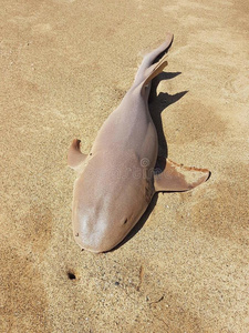 鲨鱼是 sphyrnidae 家族中的一只小鲨鱼锤头, 复古线画或雕刻插图马