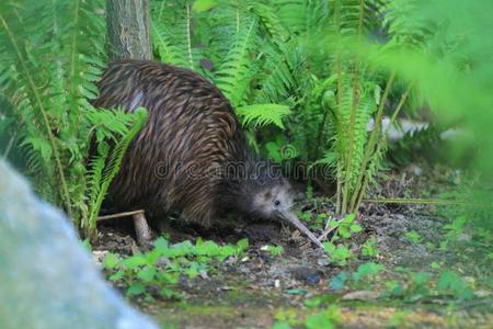 北方的棕色的鹬鸵照片