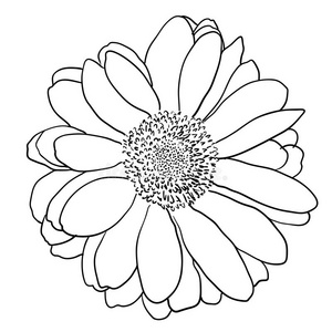 手画的雏菊图片