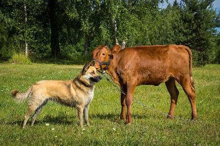 牛放牧狗图片