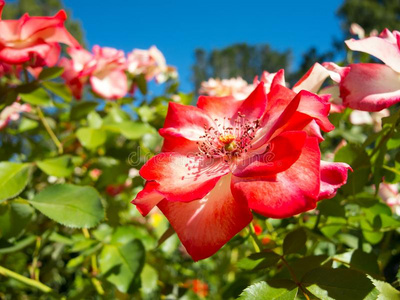 玫瑰的季节图片