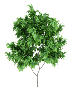 果树树干图片-果树树干素材-果树树干插画-摄图新视界